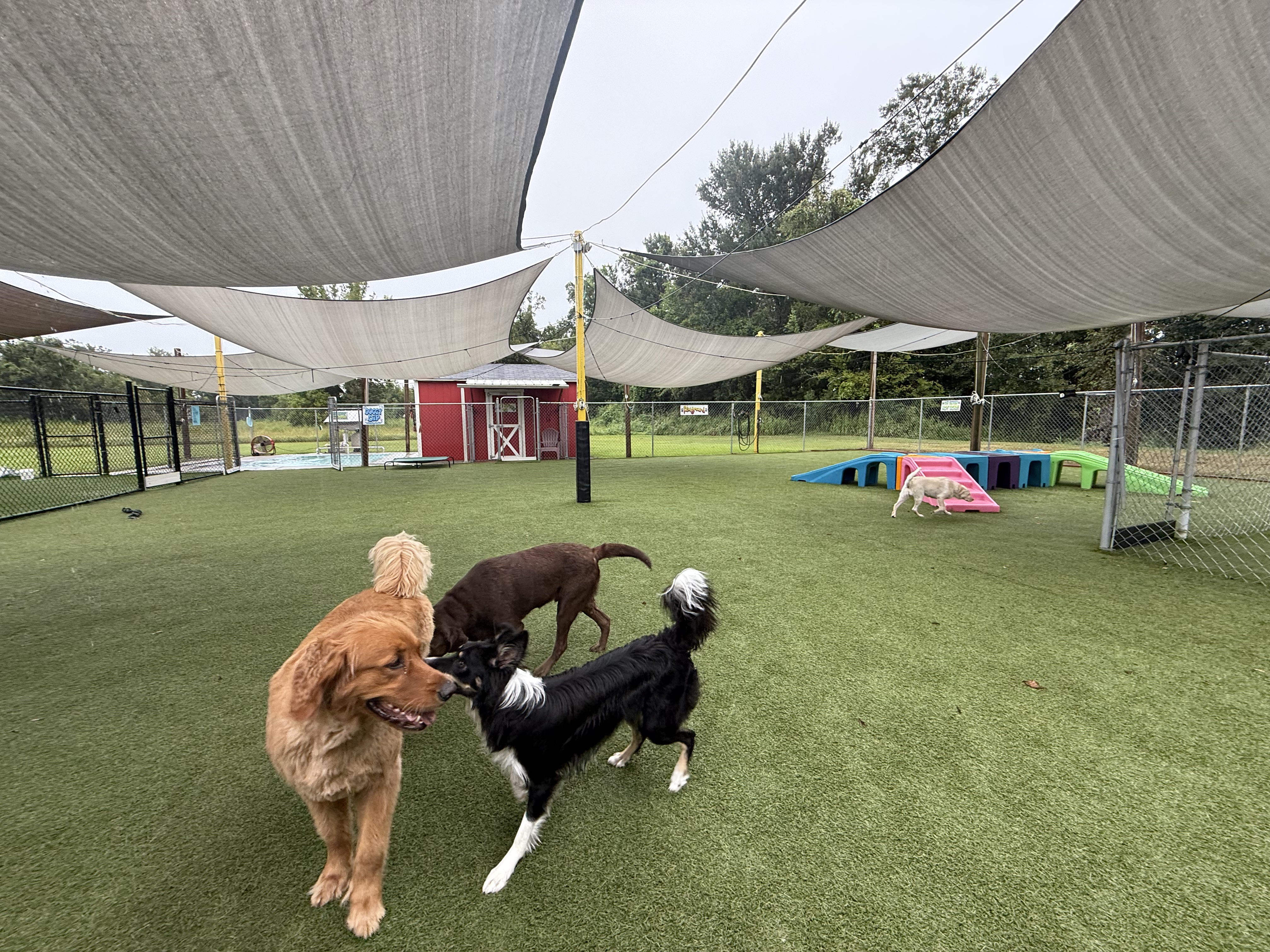 Play in the shaded yard