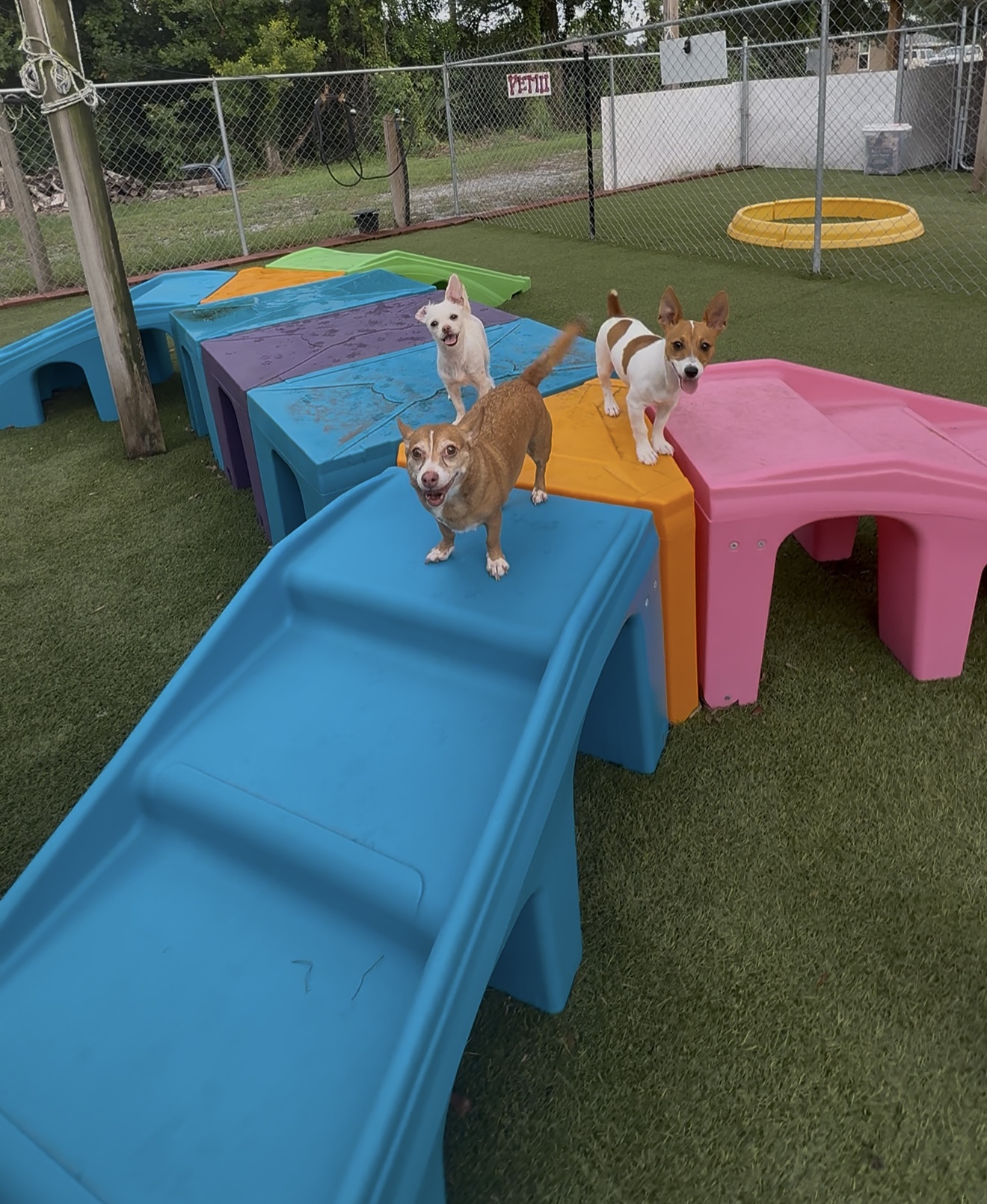 Dogs on the play platforms
